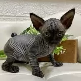 バンビーノ【愛知県・男の子・2025年1月21日・ブラック】の写真5