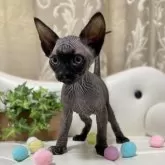 バンビーノ【愛知県・男の子・2025年1月21日・ブラック】の写真2