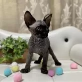 バンビーノ【愛知県・男の子・2025年1月21日・ブラック】の写真4