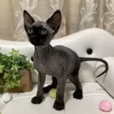 バンビーノ【愛知県・男の子・2025年1月21日・ブラック】の写真3