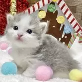 ミヌエット(長足)【愛知県・男の子・2025年11月12日・ブルータビー/ホワイト】の写真4