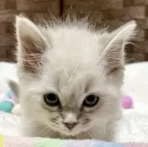 サイベリアン【愛知県・男の子・2026年1月3日・ネヴァマスカレード(ブルーポイント)】の写真5