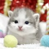 ミヌエット(長足)【愛知県・男の子・2025年11月12日・ブルータビー/ホワイト】の写真2