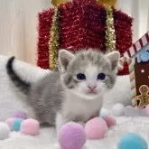 ミヌエット(長足)【愛知県・女の子・2025年11月12日・ブルーパッチドタビー/ホワイト】の写真5