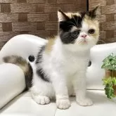 エキゾチックショートヘア【愛知県・女の子・2025年5月3日・キャリコ⭐️】の写真8