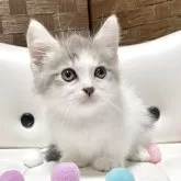 マンチカン(短足)【愛知県・女の子・2025年7月12日・ブルーパッチドタビー/ホワイト】の写真4