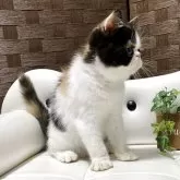 エキゾチックショートヘア【愛知県・女の子・2025年5月3日・キャリコ⭐️】の写真9