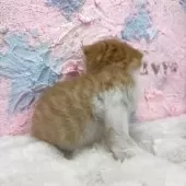 スコティッシュフォールド(折れ耳)【愛知県・男の子・2025年7月28日・レッドタビーホワイト】の写真3