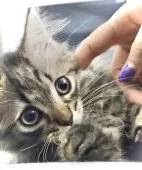 サイベリアン【鹿児島県・男の子・2025年6月1日・ブラウンタビー】の写真11