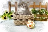 サイベリアン【鹿児島県・男の子・2025年6月1日・ブルータビー】の写真11