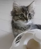 サイベリアン【鹿児島県・男の子・2025年6月1日・ブラウンタビー】の写真12