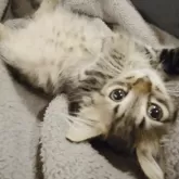 サイベリアン【鹿児島県・男の子・2025年6月1日・ブラウンタビー】の写真14