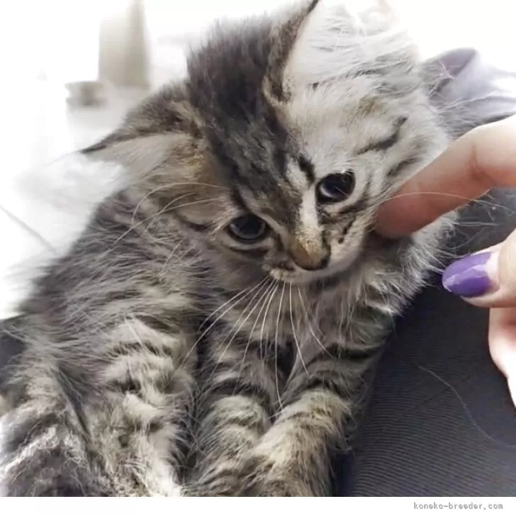 ID:2507-01115の子猫