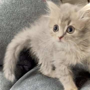 サイベリアン【鹿児島県・男の子・2025年10月16日・ブルータビー】の写真「ｸﾘｽﾏｽ前限定🎄✨️15日まで価格✨️」