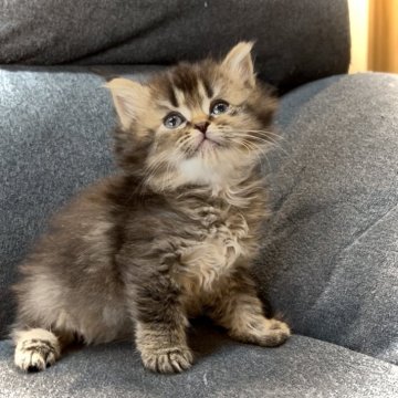 サイベリアン【鹿児島県・女の子・2025年10月16日・お調べ中】の写真「甘えん坊君♥️」