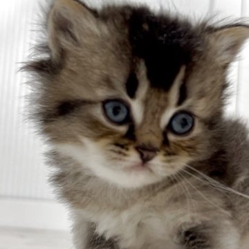 サイベリアン【鹿児島県・男の子・2025年10月16日・お調べ中】の写真「甘えん坊君♥️」