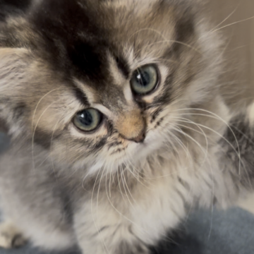 サイベリアン【鹿児島県・男の子・2025年10月16日・ブラウンパッチドタビー】の写真「ｸﾘｽﾏｽ前限定価格🎄✨15日までの価格」