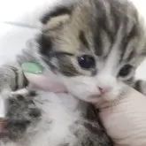 サイベリアン