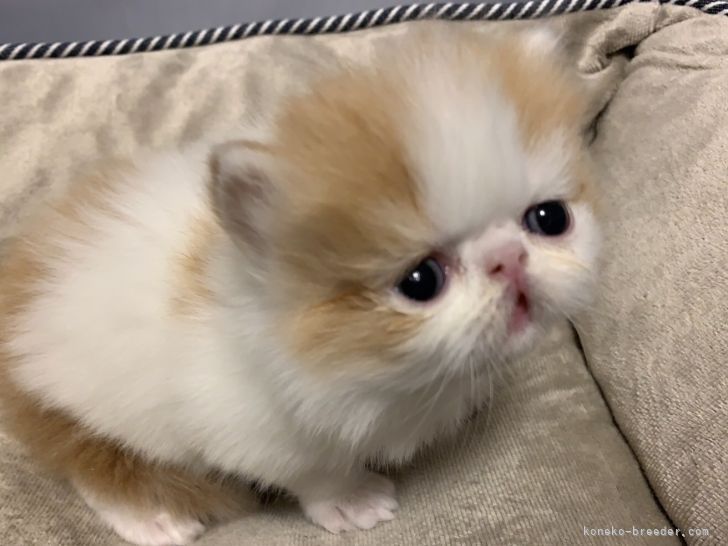 中嶋　耕司(なかじま　こうじ)ブリーダー(岐阜県・マンチカンなど・Sun kyoto japan cat club登録)の紹介写真6
