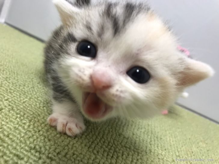 中嶋　耕司(なかじま　こうじ)ブリーダー(岐阜県・マンチカンなど・Sun kyoto japan cat club登録)の紹介写真7