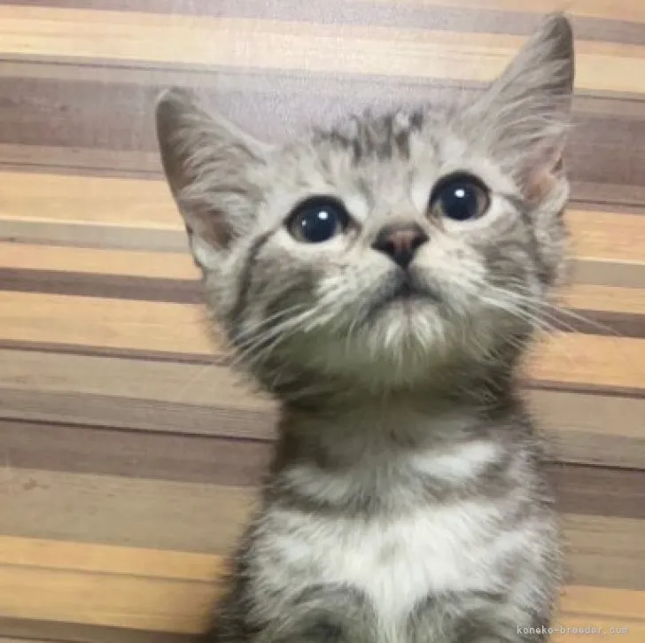 ID：2303-01271の子猫