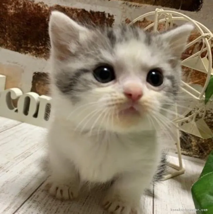 ID:2302-01288の子猫