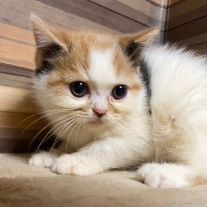 ID:2409-00180の子猫