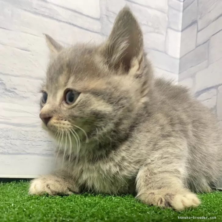 ID:2312-02255の子猫