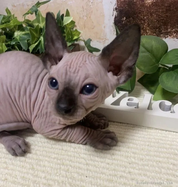 ID：2205-01019の子猫