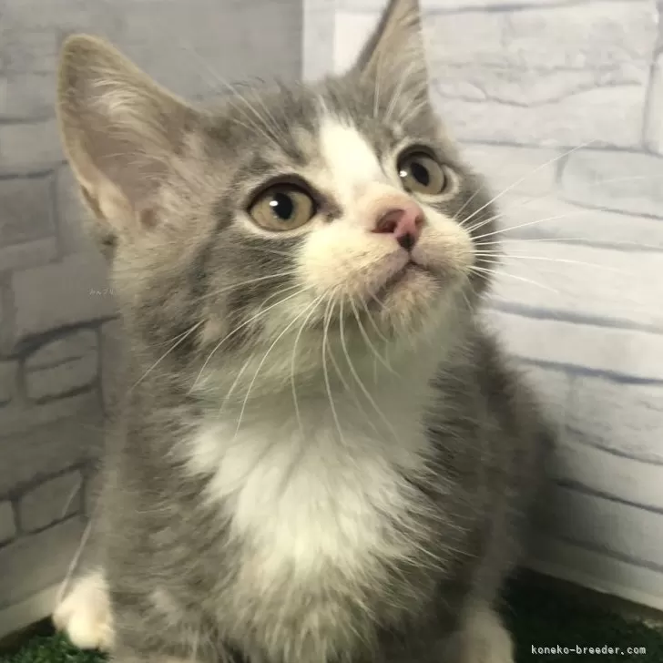 ID:2405-02364の子猫
