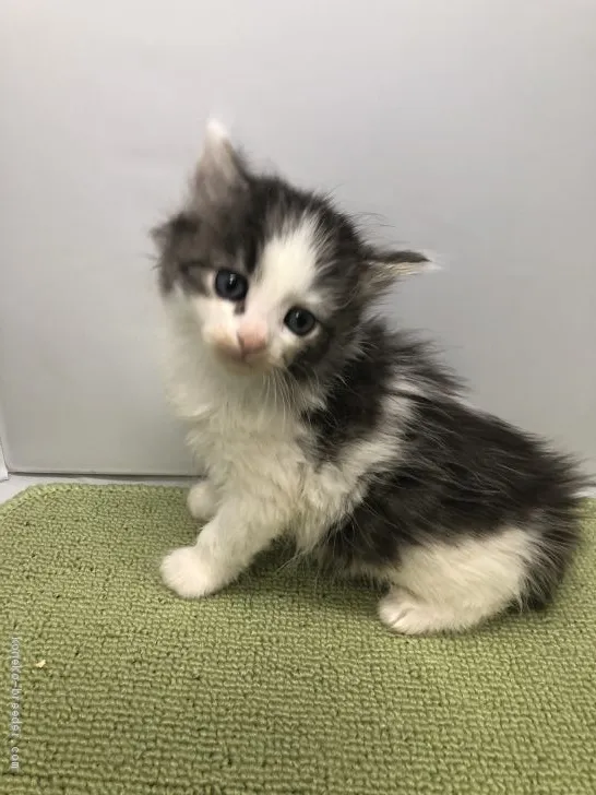 ID：2004-01206の子猫