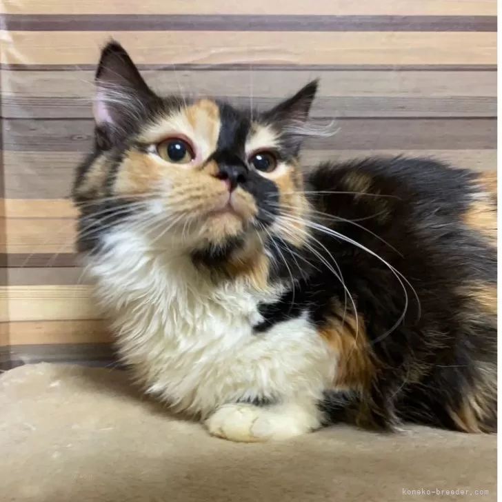 ID:2407-00901の子猫
