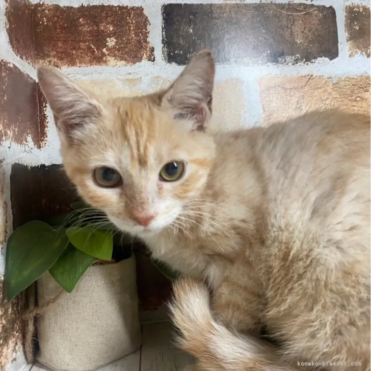 ID:2409-00177の子猫