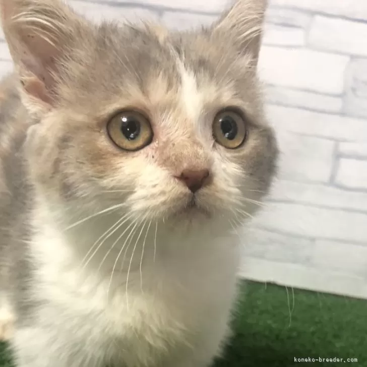 ID：2410-00155の子猫