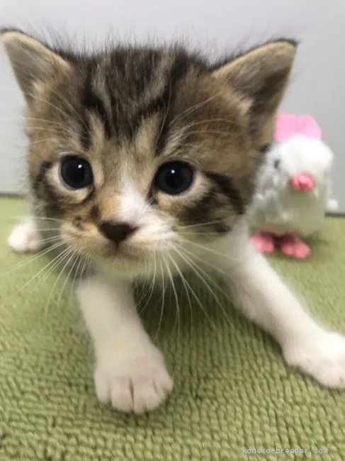 ID:2001-01123の子猫