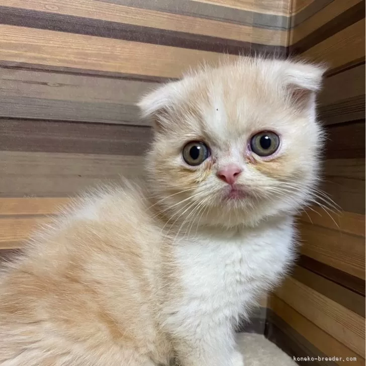 ID:2409-00179の子猫