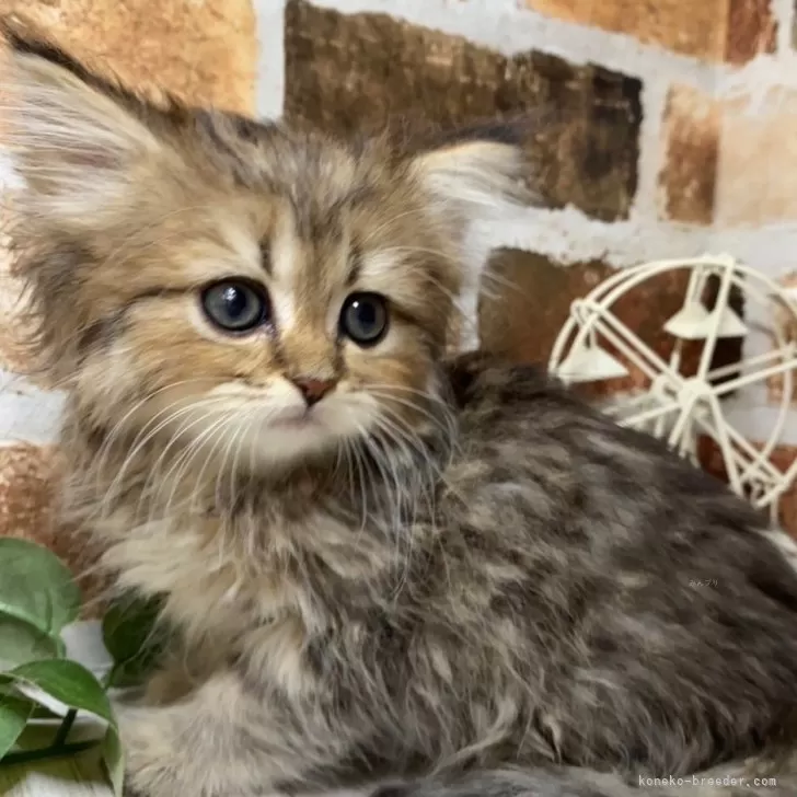 ID：2407-01355の子猫