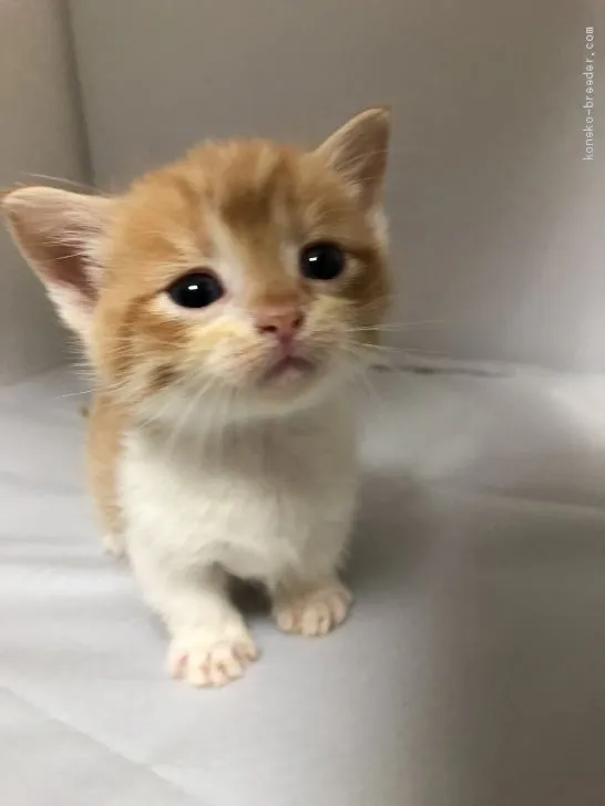 ID:1905-01995の子猫