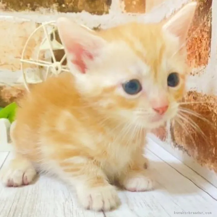 ID：2307-01003の子猫