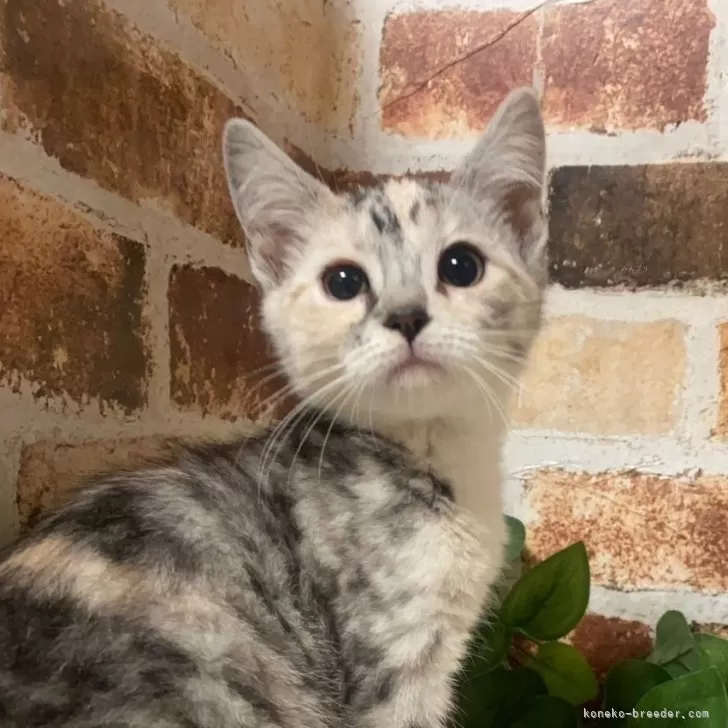 ID:2402-02289の子猫