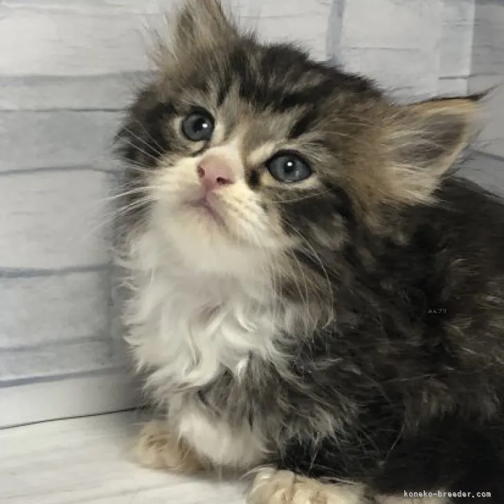 ID：2308-02119の子猫