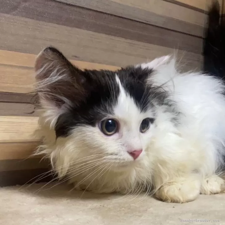 ID:2407-00903の子猫