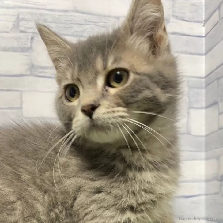 ID:2312-02256の子猫