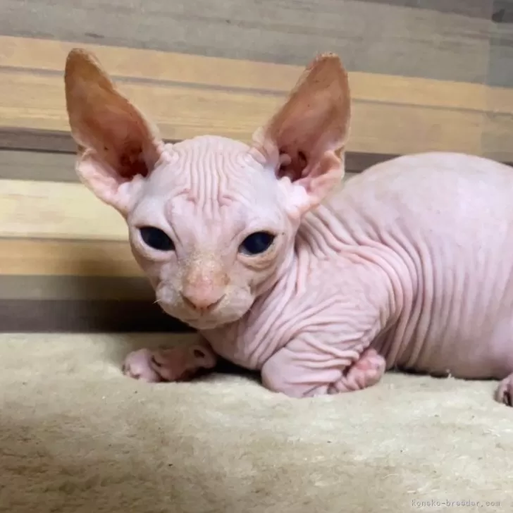 ID：2409-00181の子猫