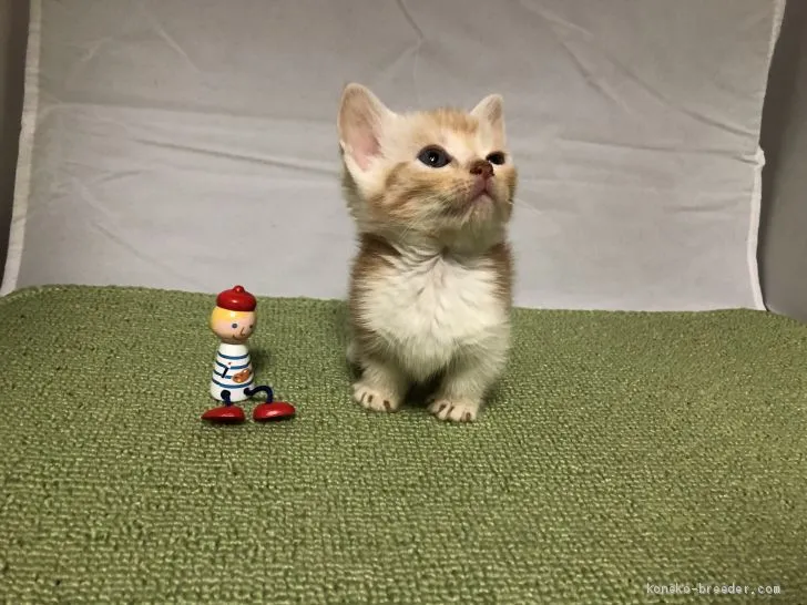 ID:1909-01203の子猫