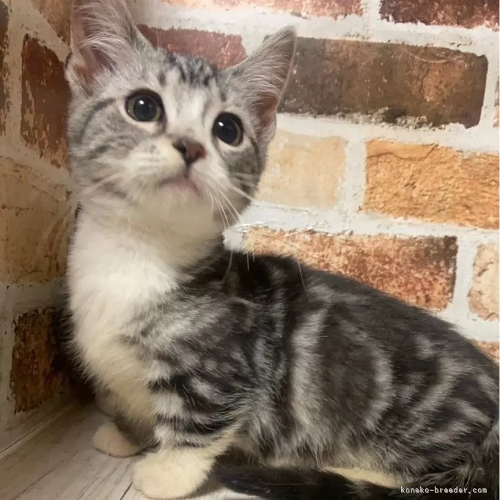 ID：2402-02290の子猫