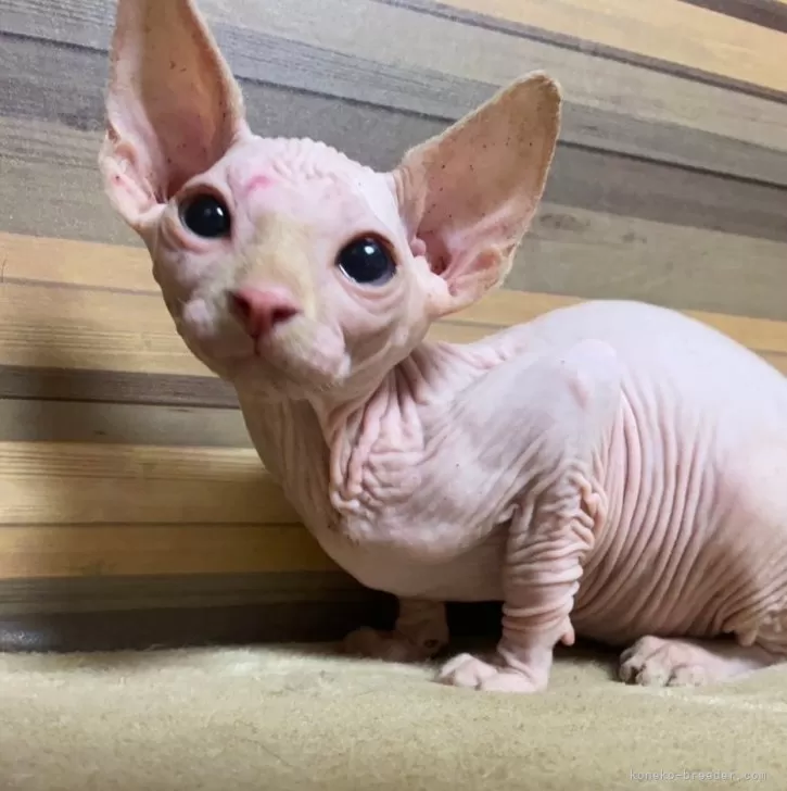 ID:2409-00182の子猫