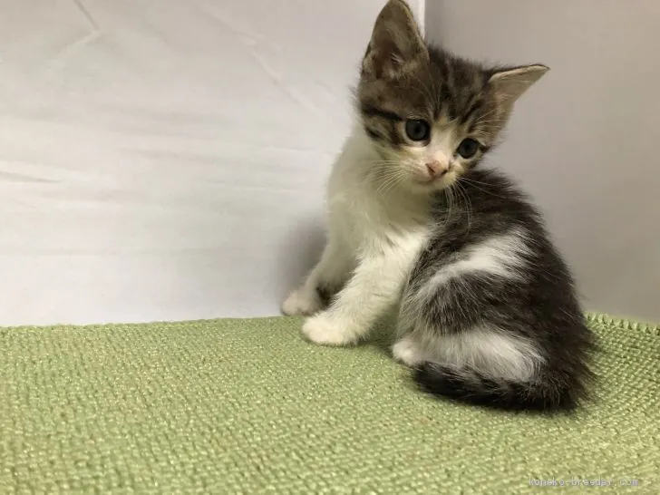 ID：1909-01201の子猫