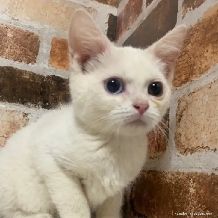 ID:2306-03256の子猫