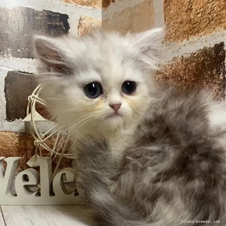 ID：2407-03283の子猫